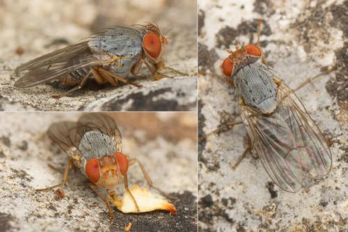 Prosopomyia pallida